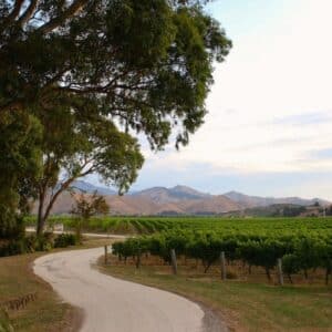 0310.Brancott Estate in Marlborough's Wairau Valley 2