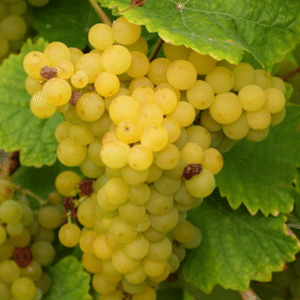 Muscat Article Featured Image