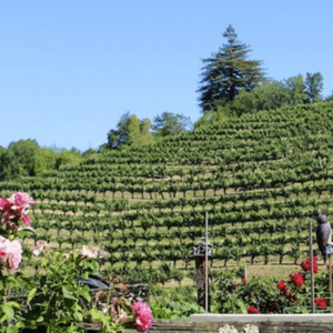 California Cabernet Article Featured Image