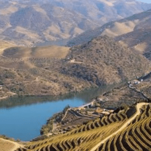 Dessert Wine Article Featured Image