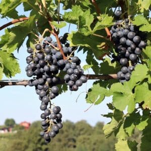 Blaufrankish1.jpeg-2120x800x2