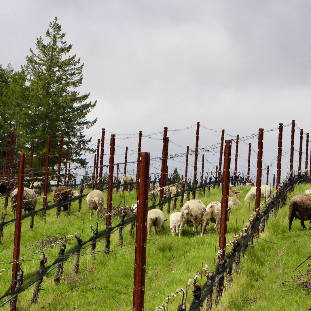 Sheep grazing square